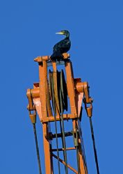 Cormorant on boatyard crane.
Northwich marina.
D200,28-... by Mark Thomas 